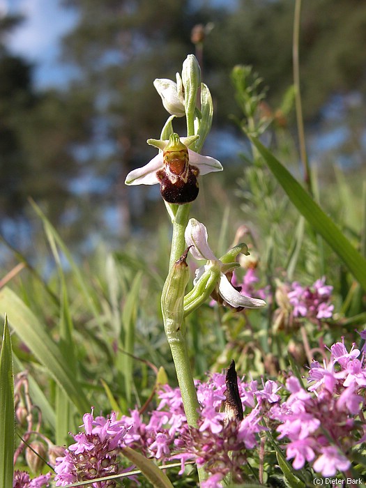 1w Ophrys apifera-Bienenragwurz